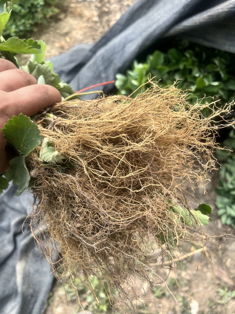 越秀草莓苗，精品脱毒苗保证质量没有问题包技术可签合同