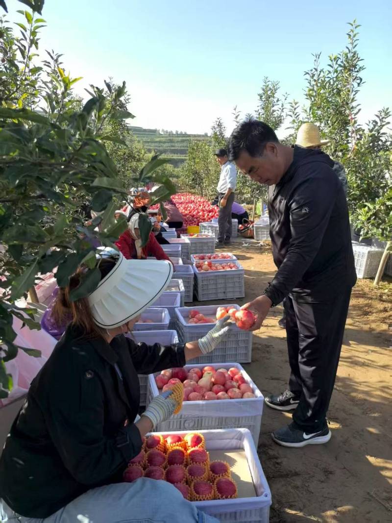 静宁红富士苹果大量供货现摘现发品质保证价格优惠