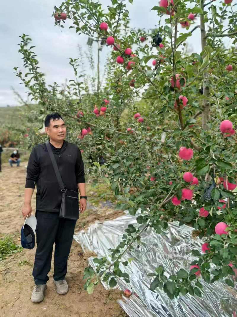 静宁红富士苹果大量供货现摘现发品质保证价格优惠