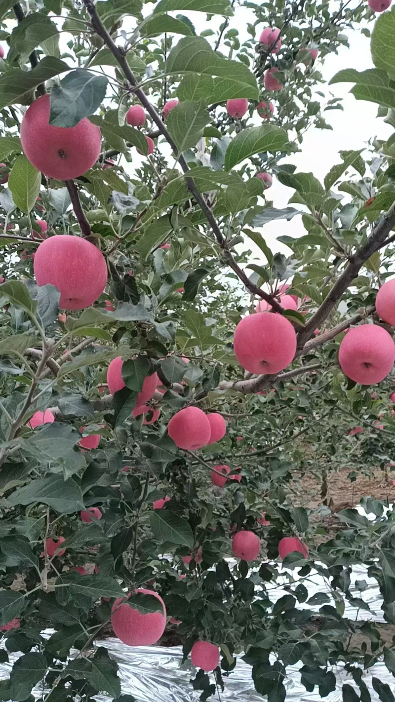 静宁红富士苹果大量供货现摘现发品质保证价格优惠
