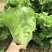 散叶生菜，当季现货新鲜采摘，产地直发品质保证，欢迎来采购