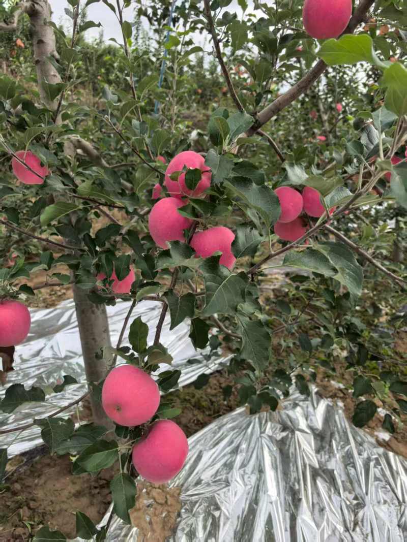 静宁红富士苹果大量供货现摘现发品质保证价格优惠