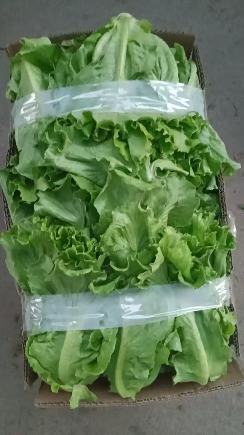 散叶生菜，当季现货新鲜采摘，产地直发品质保证，欢迎来采购