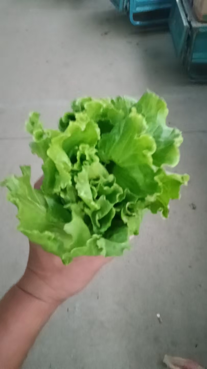 散叶生菜，当季现货新鲜采摘，产地直发品质保证，欢迎来采购