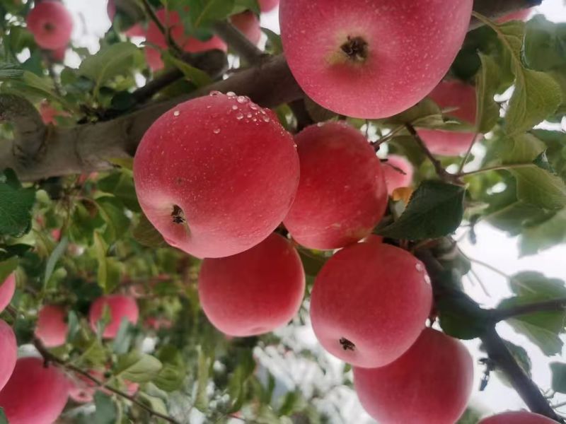 静宁红富士苹果大量供货现摘现发品质保证价格优惠
