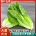 散叶生菜，当季现货新鲜采摘，产地直发品质保证，欢迎来采购