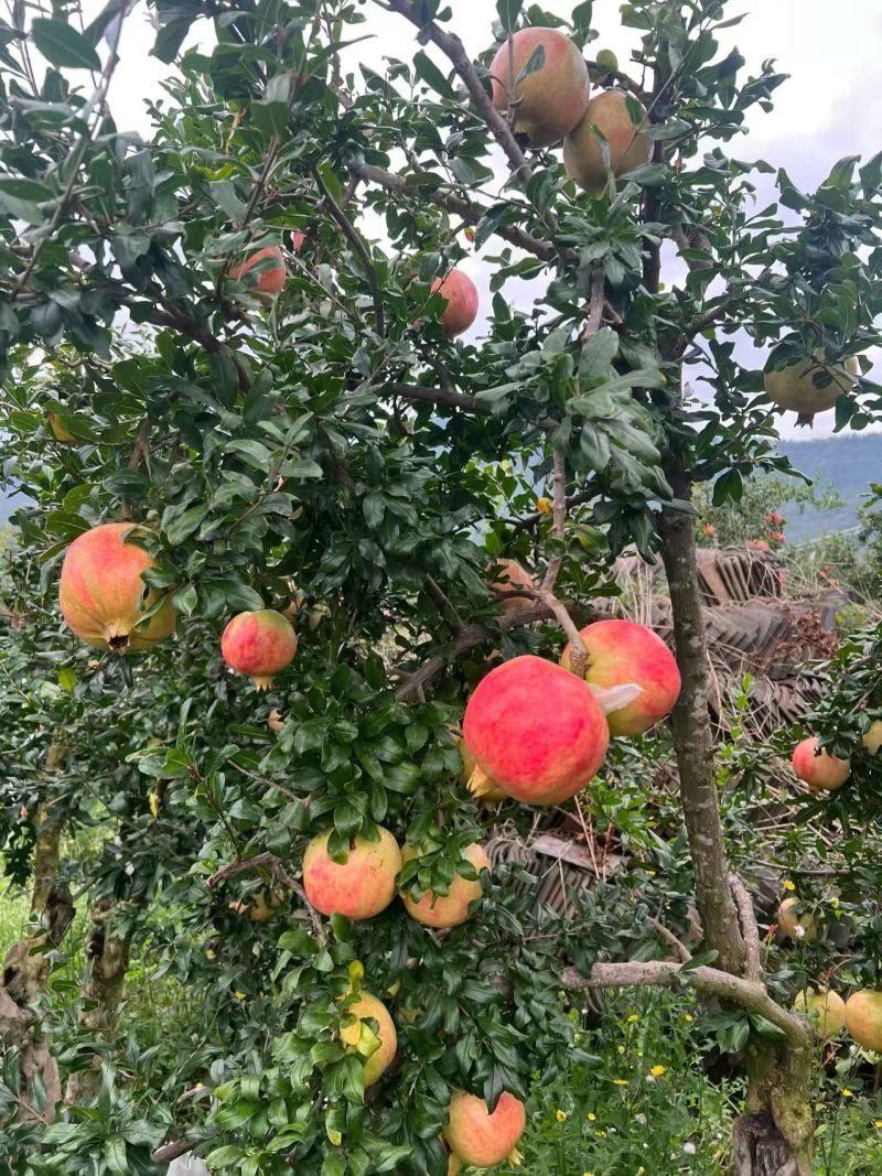 石榴会理石榴四川产区直发保质保量供货批发零售