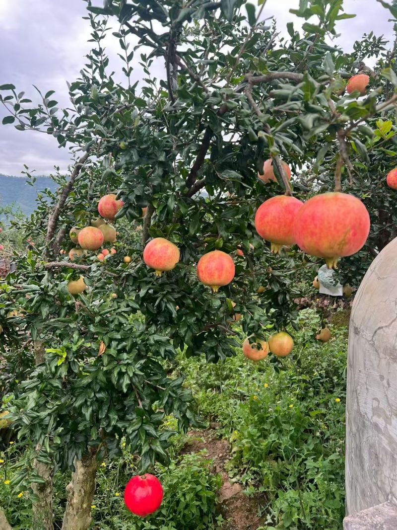 石榴自家基地一件代发孩子必吃批发零售保质保量