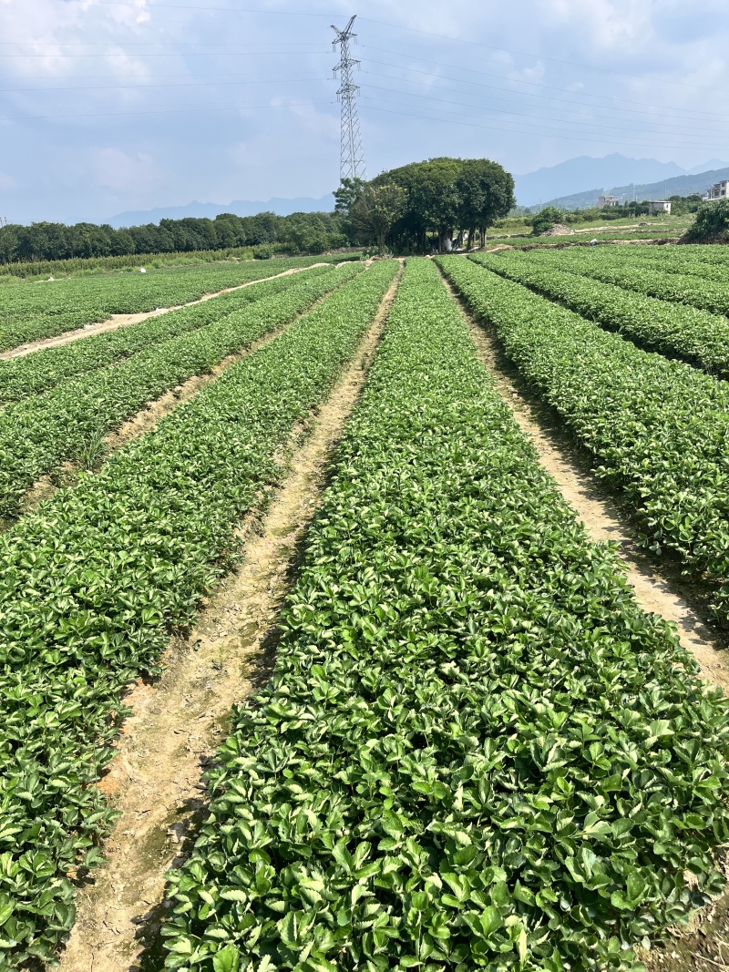 妙香七号草莓苗妙香脱毒苗品质保证欢迎联系订购包成活