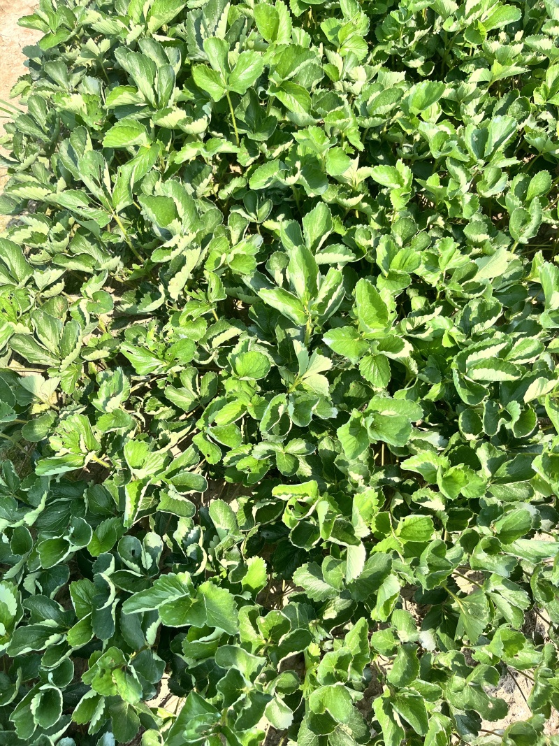 妙香七号草莓苗妙香脱毒苗品质保证欢迎联系订购包成活