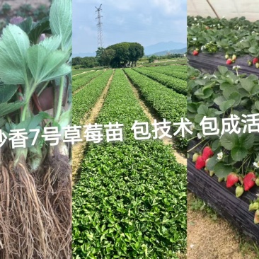 妙香七号草莓苗妙香脱毒苗品质保证欢迎联系订购包成活
