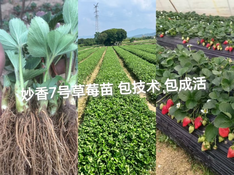 妙香七号草莓苗妙香脱毒苗品质保证欢迎联系订购包成活