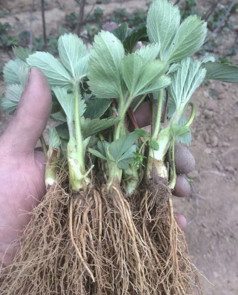 妙香七号草莓苗妙香脱毒苗品质保证欢迎联系订购包成活