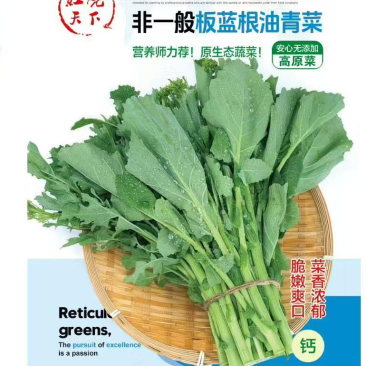 非一般板蓝根油青菜种子