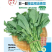 非一般板蓝根油青菜种子