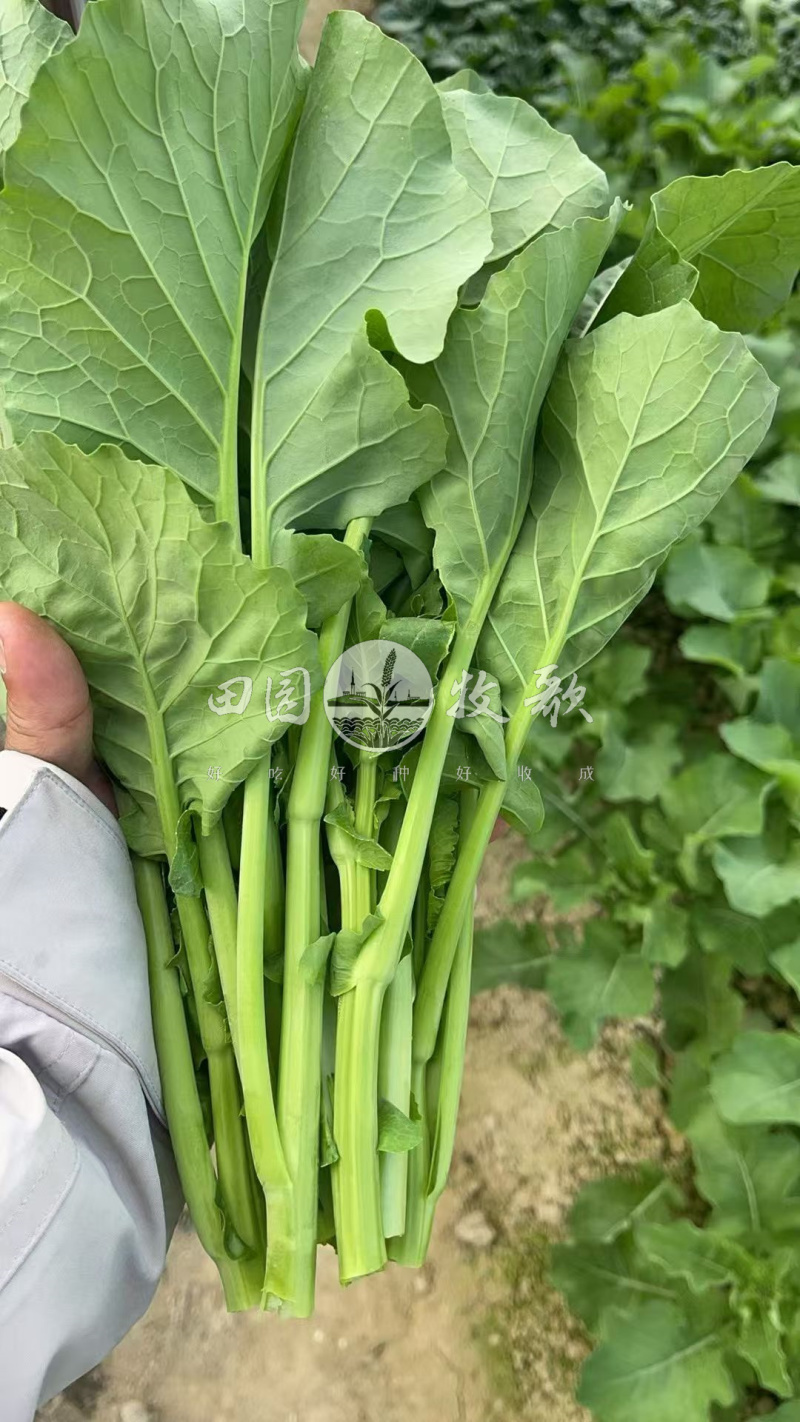 非一般板蓝根油青菜种子