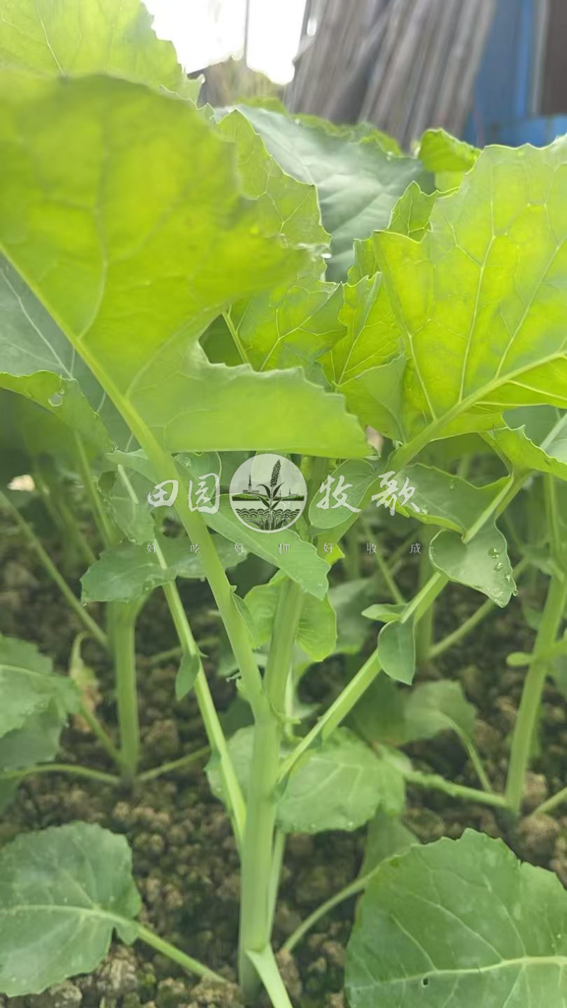 非一般板蓝根油青菜种子