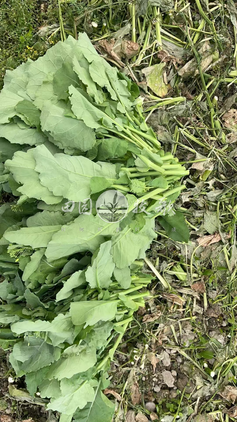 非一般板蓝根油青菜种子