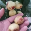 徐卫峰的一亩田店铺