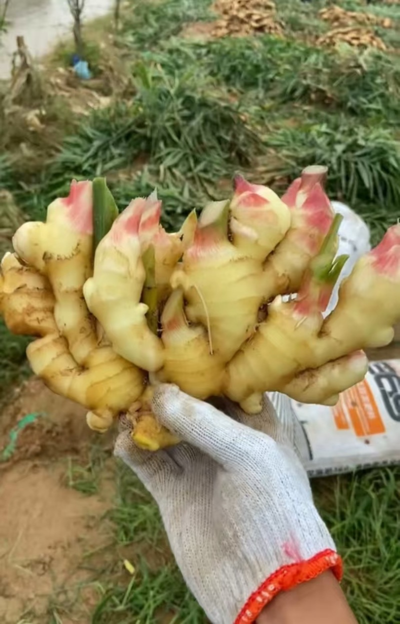 河南精品红芽鲜姜，品质保证价格优惠，产地直发，实力商家