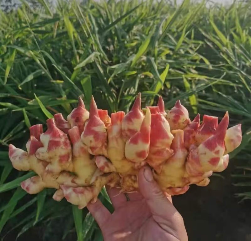 河南精品红芽鲜姜，品质保证价格优惠，产地直发，实力商家