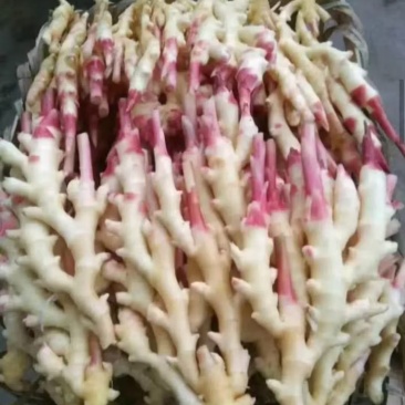 河南精品红芽鲜姜，品质保证价格优惠，产地直发，实力商家