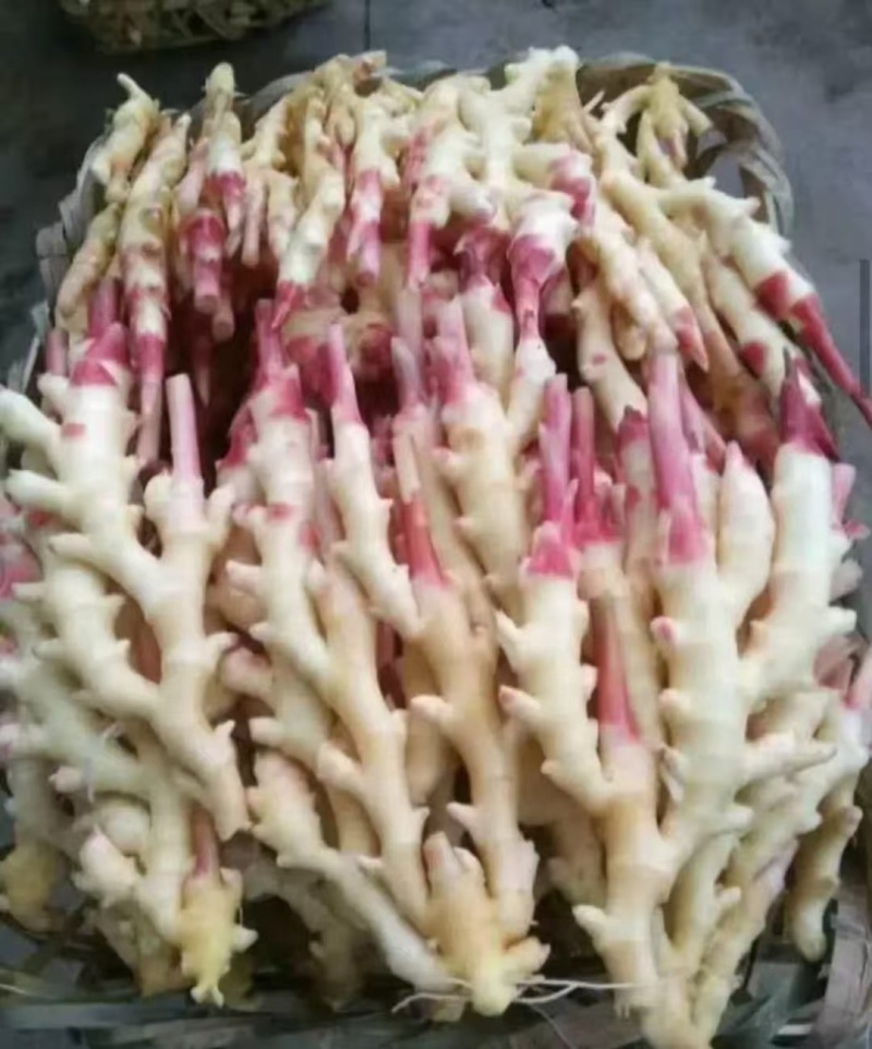 河南精品红芽鲜姜，品质保证价格优惠，产地直发，实力商家