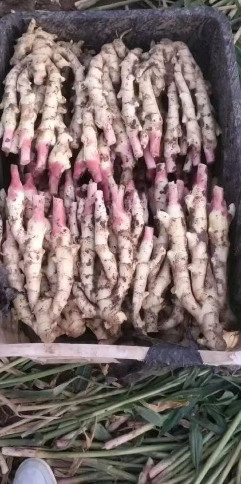 河南精品红芽鲜姜，品质保证价格优惠，产地直发，实力商家