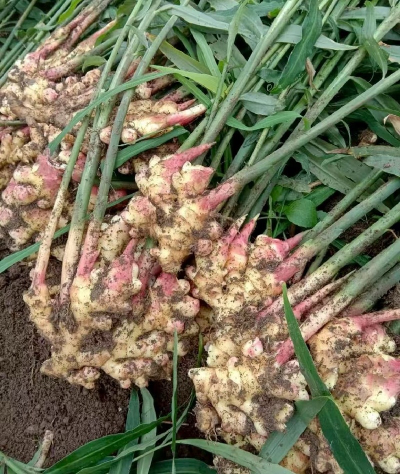 安徽红芽姜，鲜姜，品质保证产地直发，价格优惠诚信经营