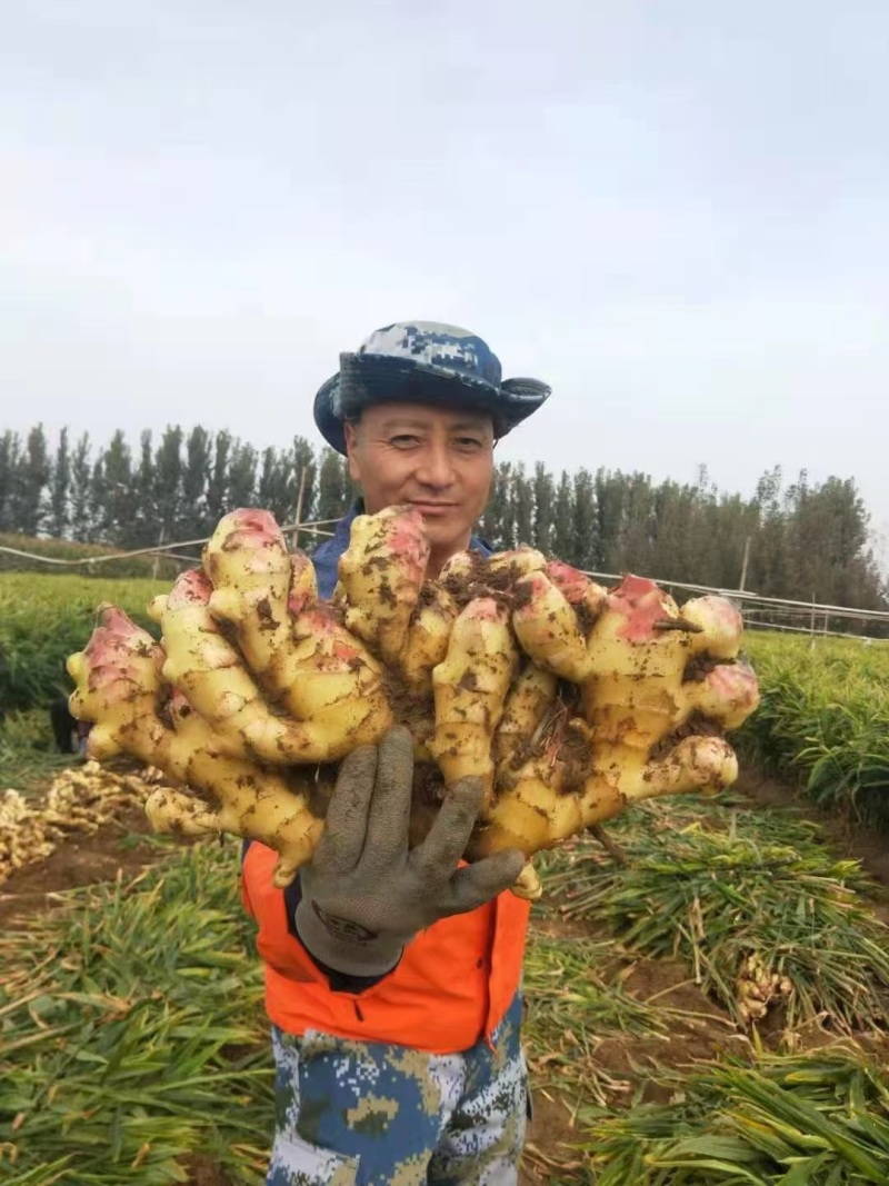 安徽红芽姜，鲜姜，品质保证产地直发，价格优惠诚信经营