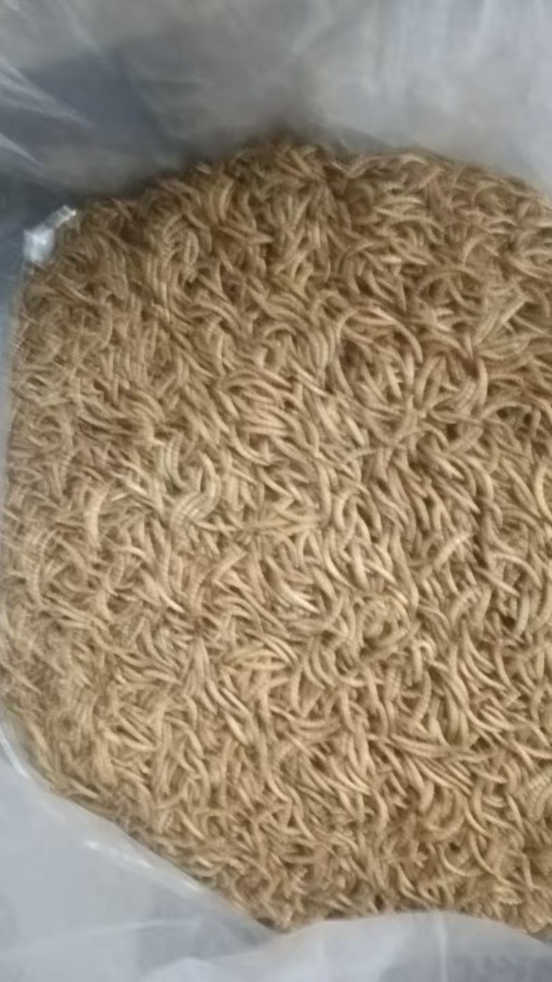 海云养殖场黄粉虫大量现货供应欢迎来电咨询