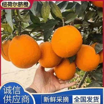 《精选》湖北秭归脐橙/纽荷尔脐橙/产地现摘现发/全国发货