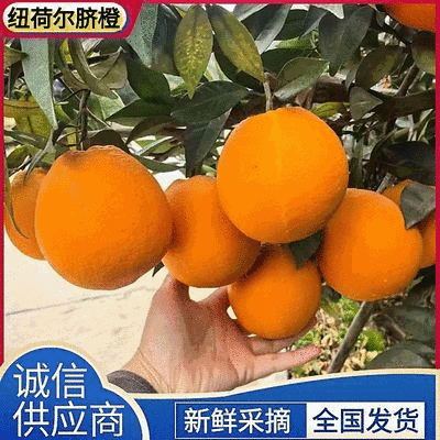 《精选》湖北秭归脐橙/纽荷尔脐橙/产地现摘现发/全国发货