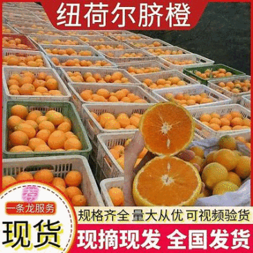 《纽荷尔脐橙》湖北脐橙/湖北橙子/产地现摘/可全国代发