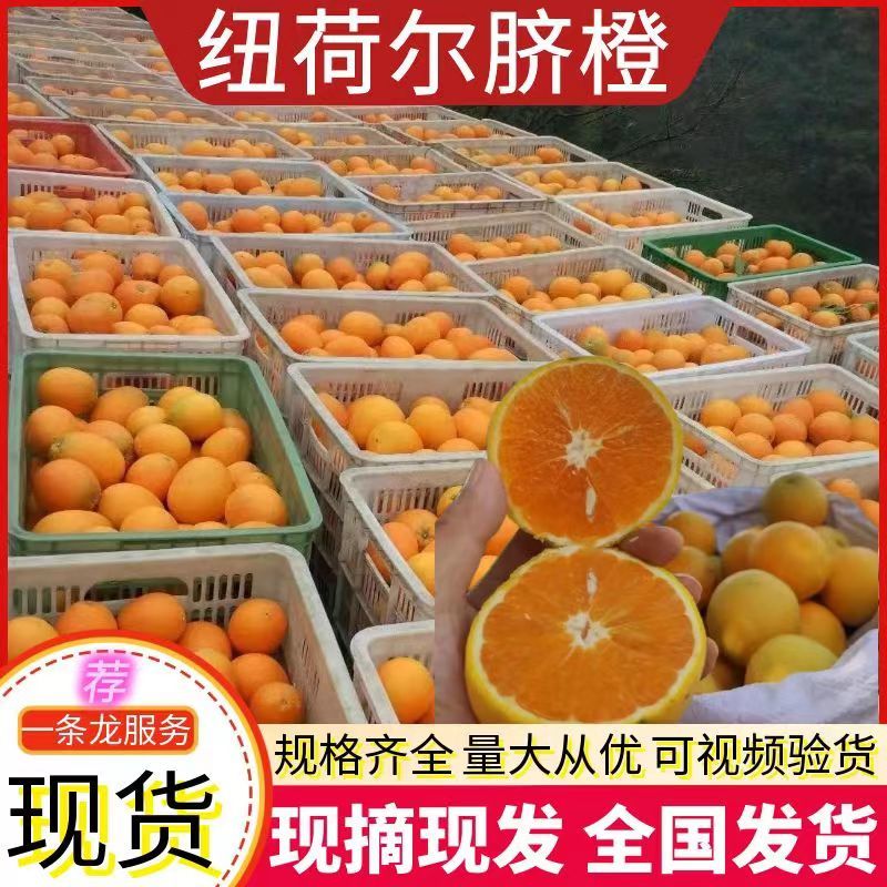 《纽荷尔脐橙》湖北脐橙/湖北橙子/产地现摘/可全国代发