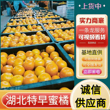 《高山蜜橘》湖北特早蜜桔/个大皮薄/对接批发电商团购