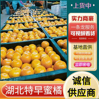 《高山蜜橘》湖北特早蜜桔/个大皮薄/对接批发电商团购