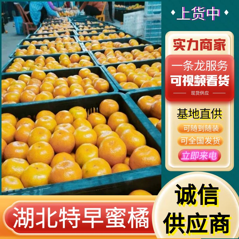 《高山蜜橘》湖北特早蜜桔/个大皮薄/对接批发电商团购
