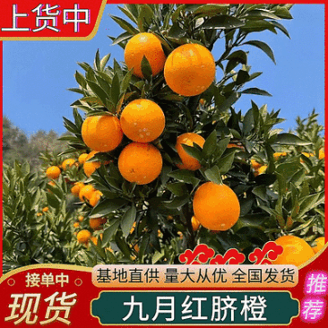 《九月红果冻橙》秭归脐橙/湖北脐橙（产地现摘常年供应）