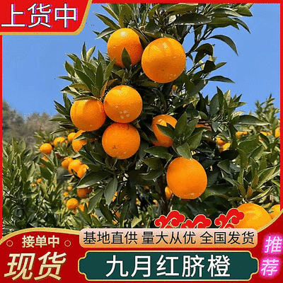 《九月红果冻橙》秭归脐橙/湖北脐橙（产地现摘常年供应）