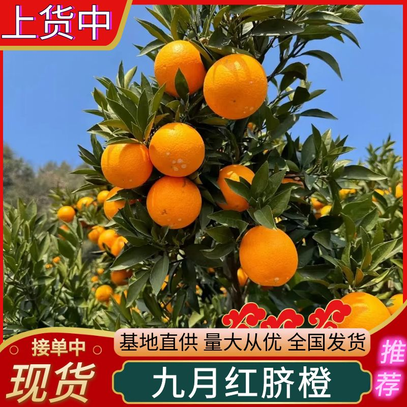 《九月红果冻橙》秭归脐橙/湖北脐橙（产地现摘常年供应）