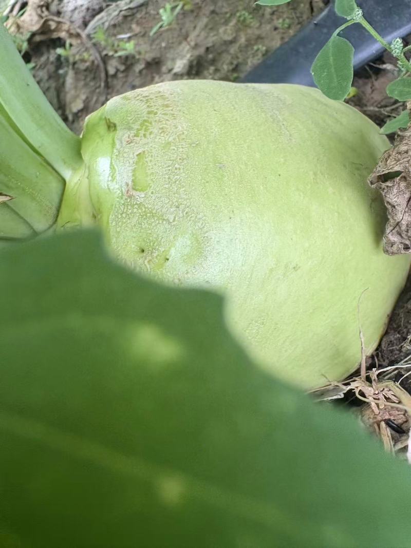 【热卖中】山西芥菜头带芥菜茵市场货海量货源对接全国
