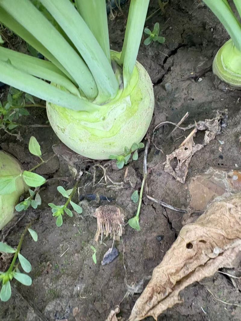 【热卖中】山西芥菜头带芥菜茵市场货海量货源对接全国