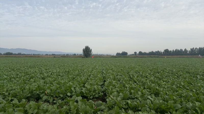 【热卖中】山西芥菜头带芥菜茵市场货海量货源对接全国