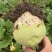 【热卖中】山西芥菜头带芥菜茵市场货海量货源对接全国