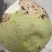 【热卖中】山西芥菜头带芥菜茵市场货海量货源对接全国