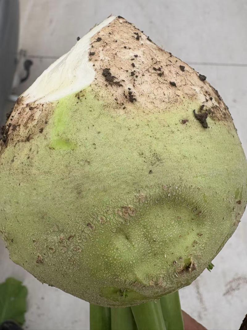 【热卖中】山西芥菜头带芥菜茵市场货海量货源对接全国