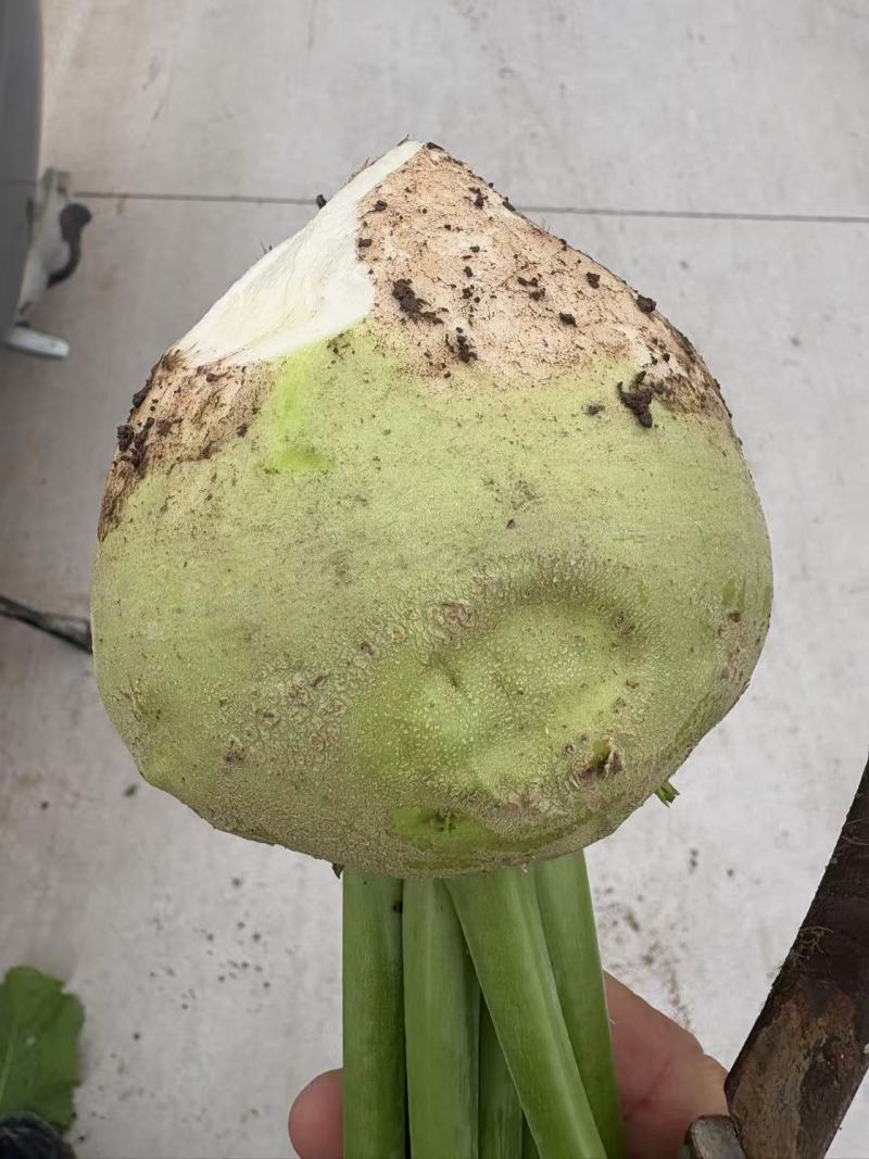 【热卖中】山西芥菜头带芥菜茵市场货海量货源对接全国