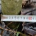 【精】丛生厚朴树，湖北恩施直发，常年供应欢迎选购