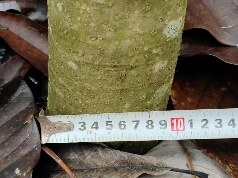 【精】丛生厚朴树，湖北恩施直发，常年供应欢迎选购